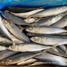Frozen Pacific Mackerel Whole Round 200-300g 300-500g